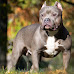 Top 10 Most Commonly Restricted Dog Breeds in The US
